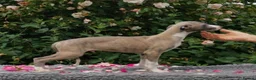 Whippet dogs for sale: Brindle whippets  in Holyhead - Advert 3