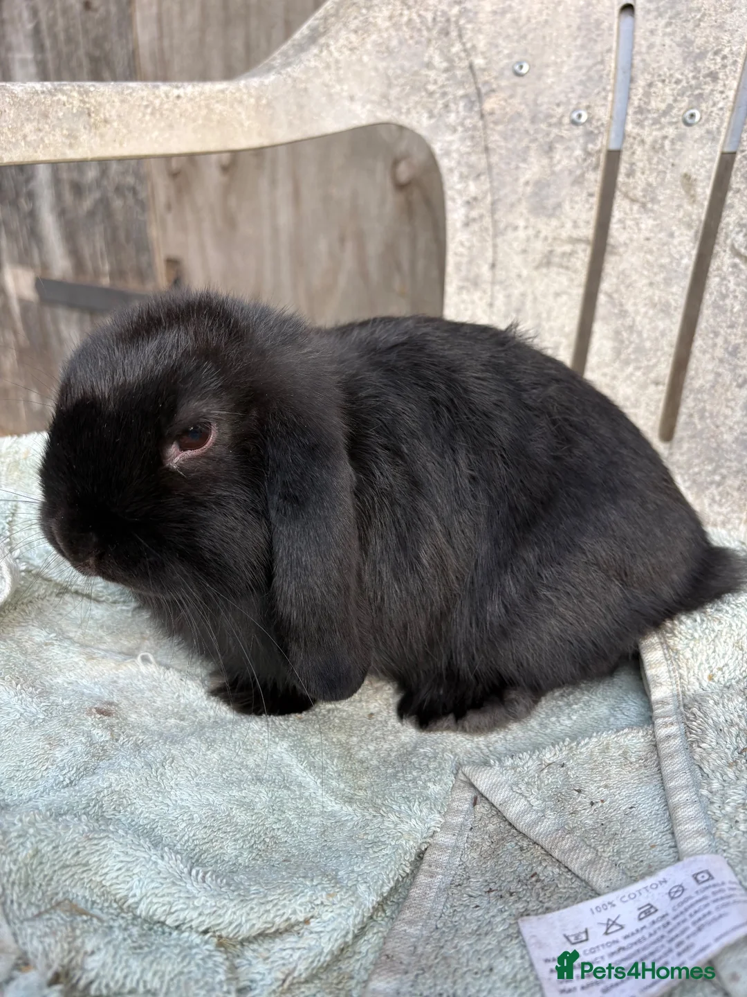Mini Lop rabbits for sale: Black minilop doe - Advert 2