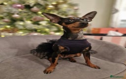 Miniature Pinscher dogs for sale: Miniature pinscher  - Image 3
