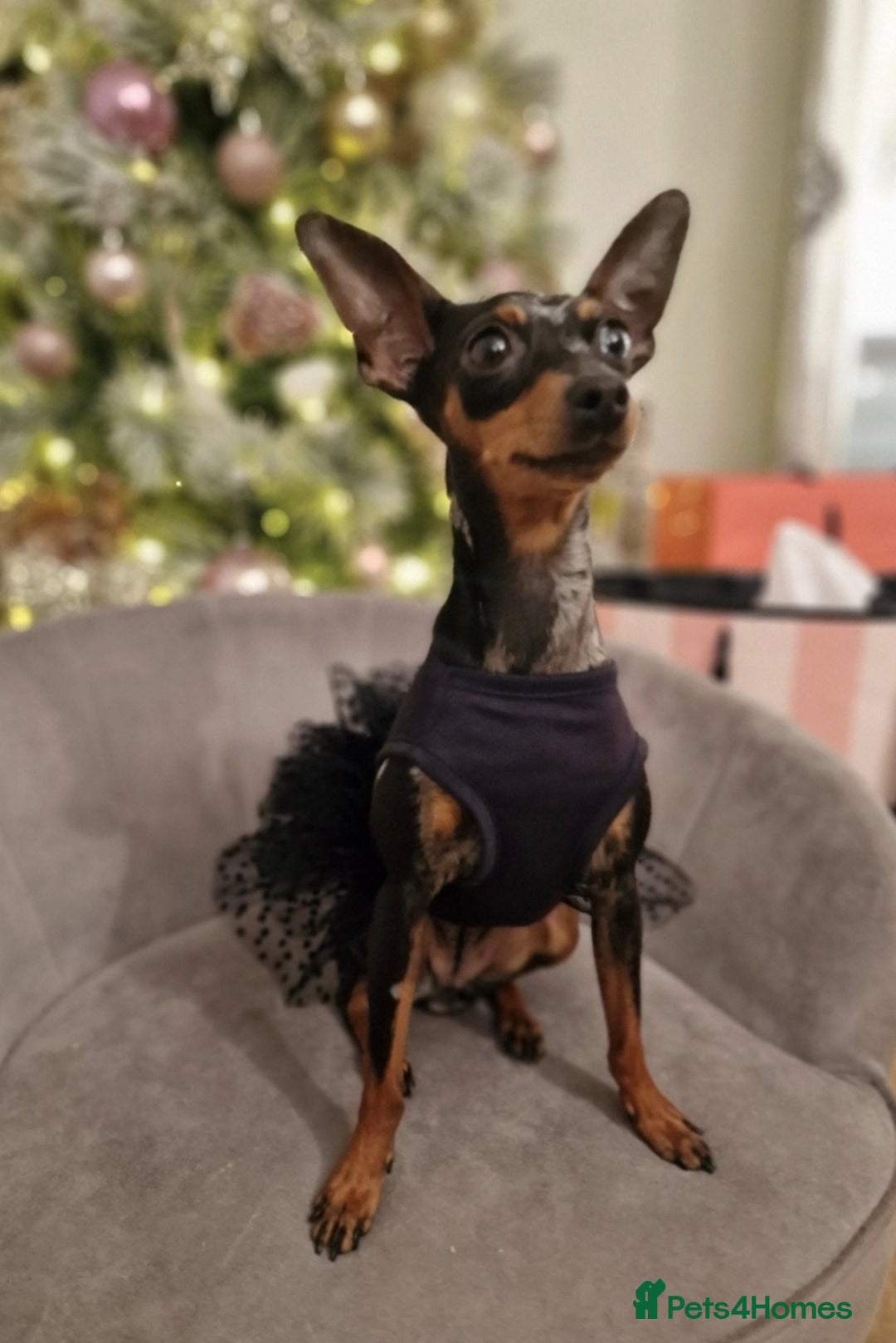 Miniature Pinscher dogs for sale: Miniature pinscher  - Image 3