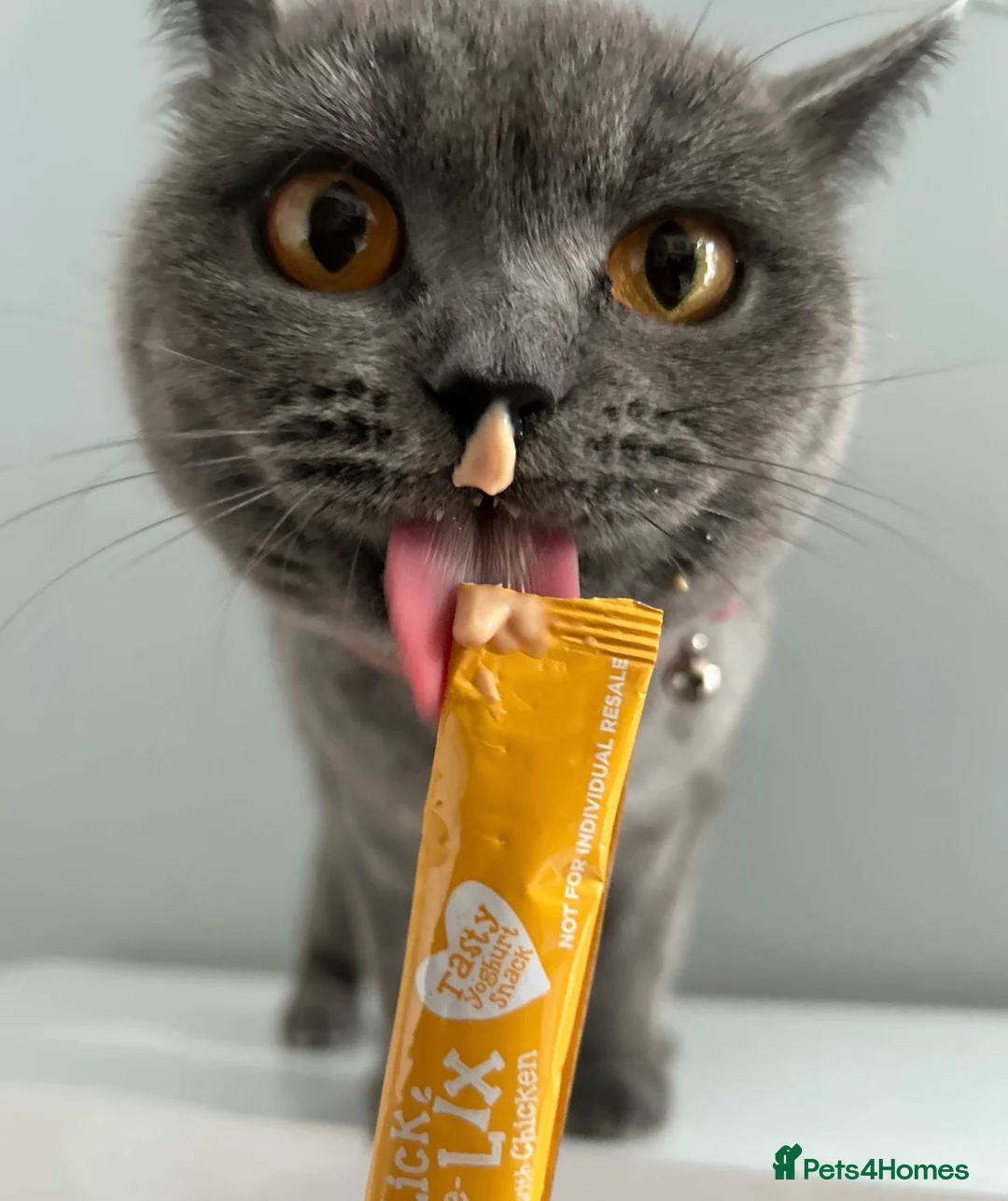 British Shorthair cats for sale: Beautiful Darla. Blue British Shorthair Girl - Advert 5