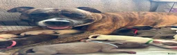 Mixed Breed dogs for sale: Staffy x puppies - Advert 2