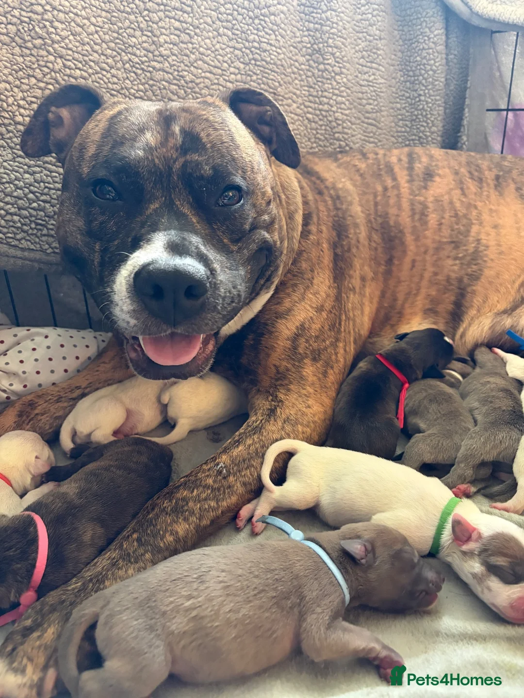 Mixed Breed dogs for sale: Staffy x puppies - Advert 2