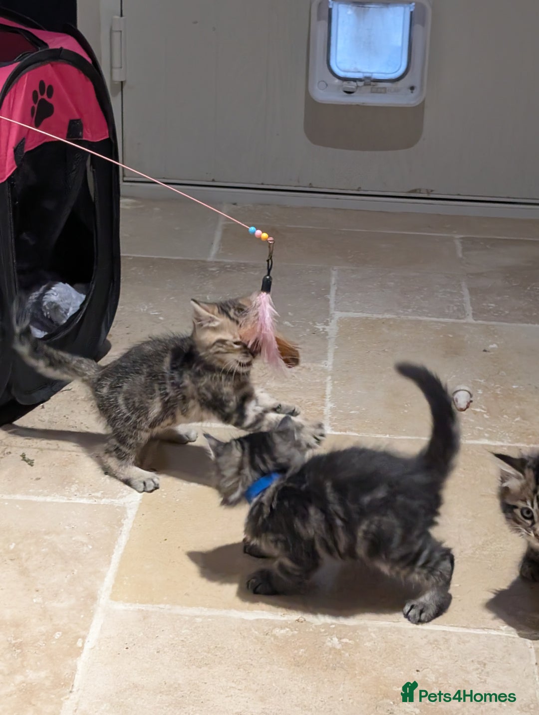 Ragdoll cats for sale: Tabby or black Ragdoll x kittens - Image 15