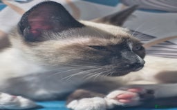 Snowshoe cats for sale: Pedigree snowshoes ready now - Image 25