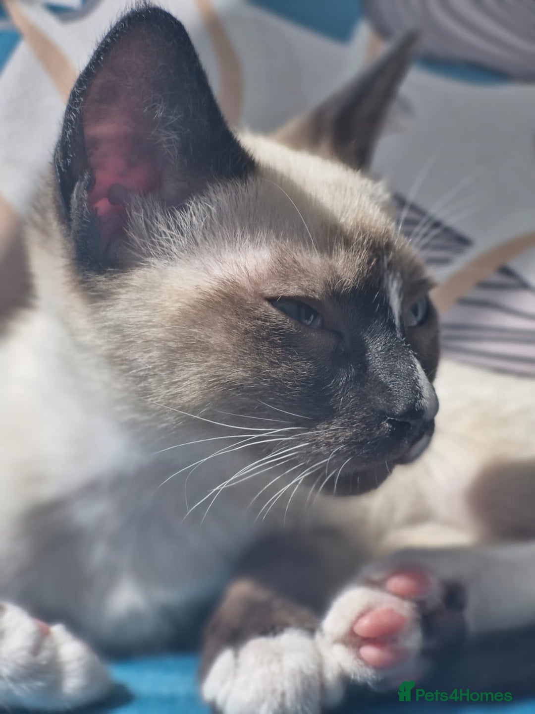 Snowshoe cats for sale: Pedigree snowshoes ready now - Image 25