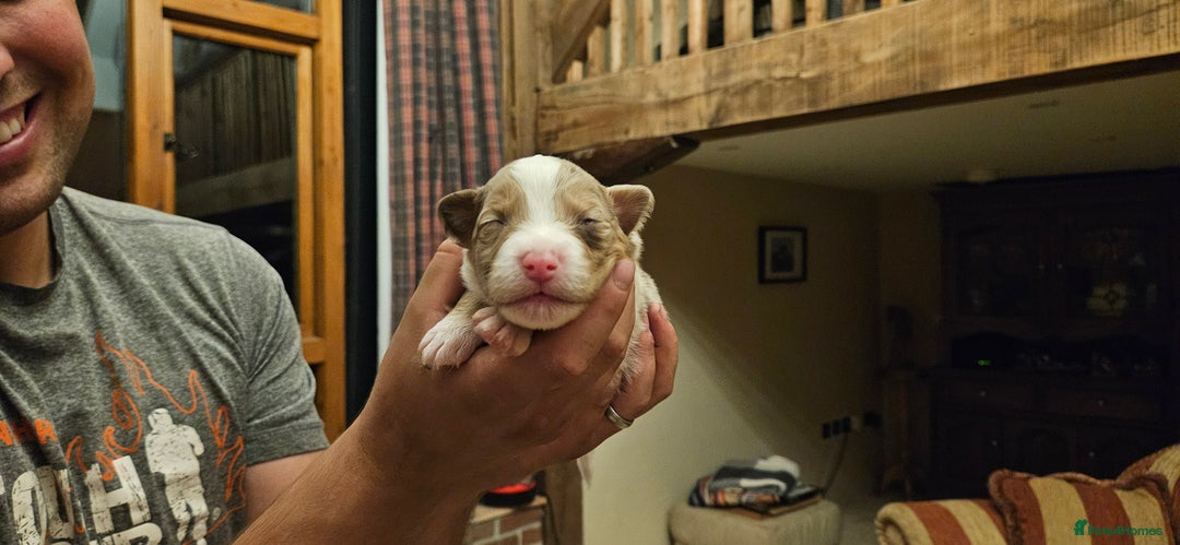 Australian Shepherd dogs for sale: Australian Shepherd Litter  - Image 8