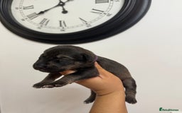 Mixed Breed dogs for sale: Weimaraner / German Shepherd puppies - Advert 12