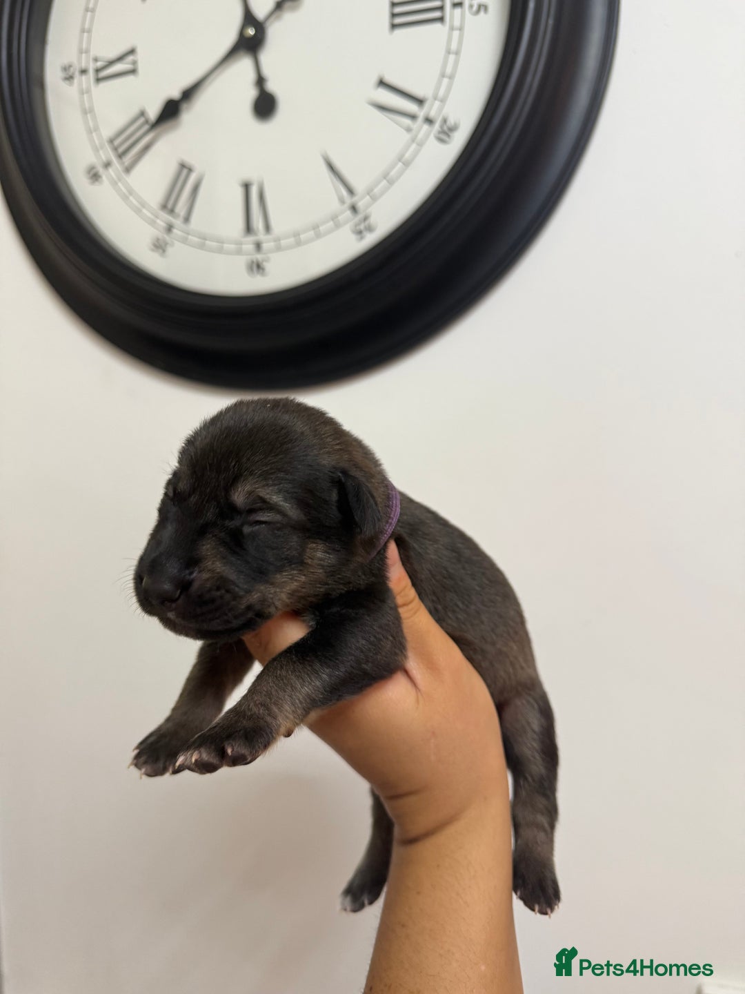 Mixed Breed dogs for sale: Weimaraner / German Shepherd puppies - Advert 12
