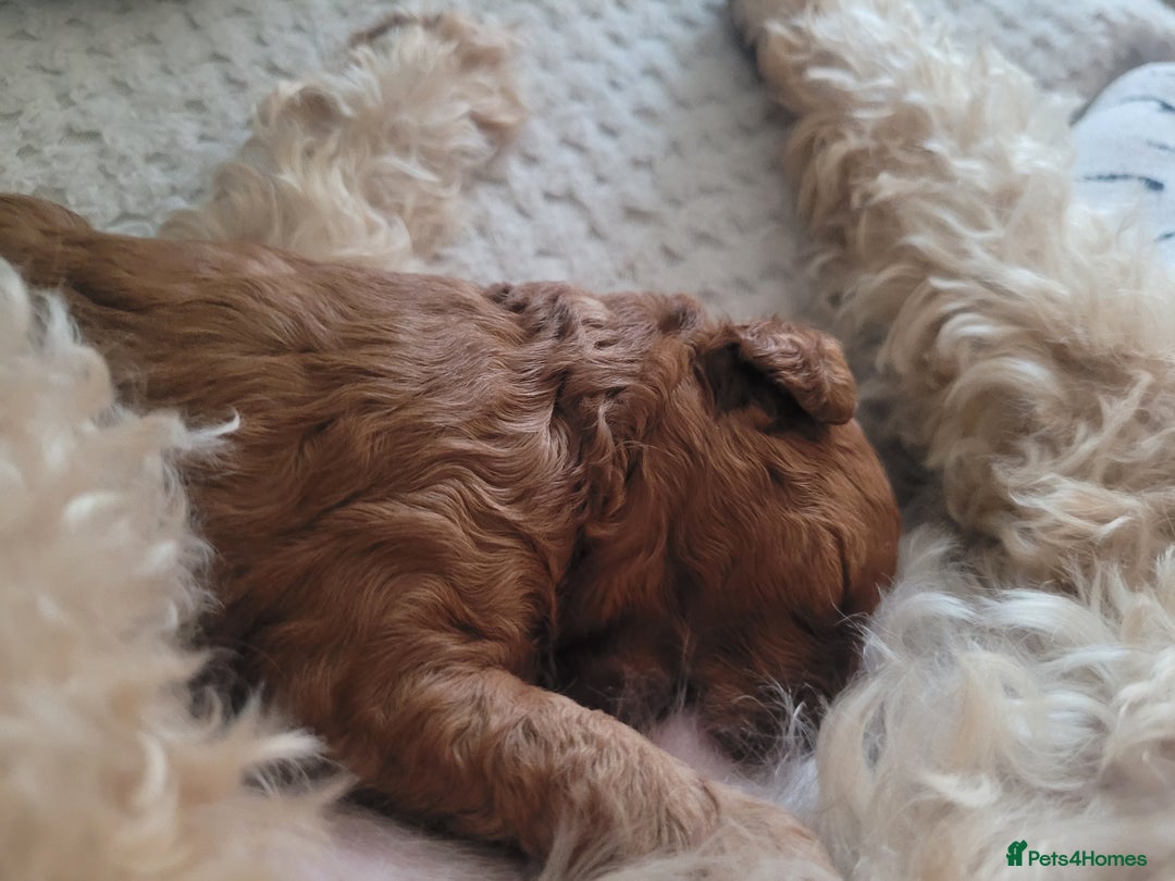 Cavapoo dogs for sale: Adorable mini Cavapoo puppies F1bb - Advert 24