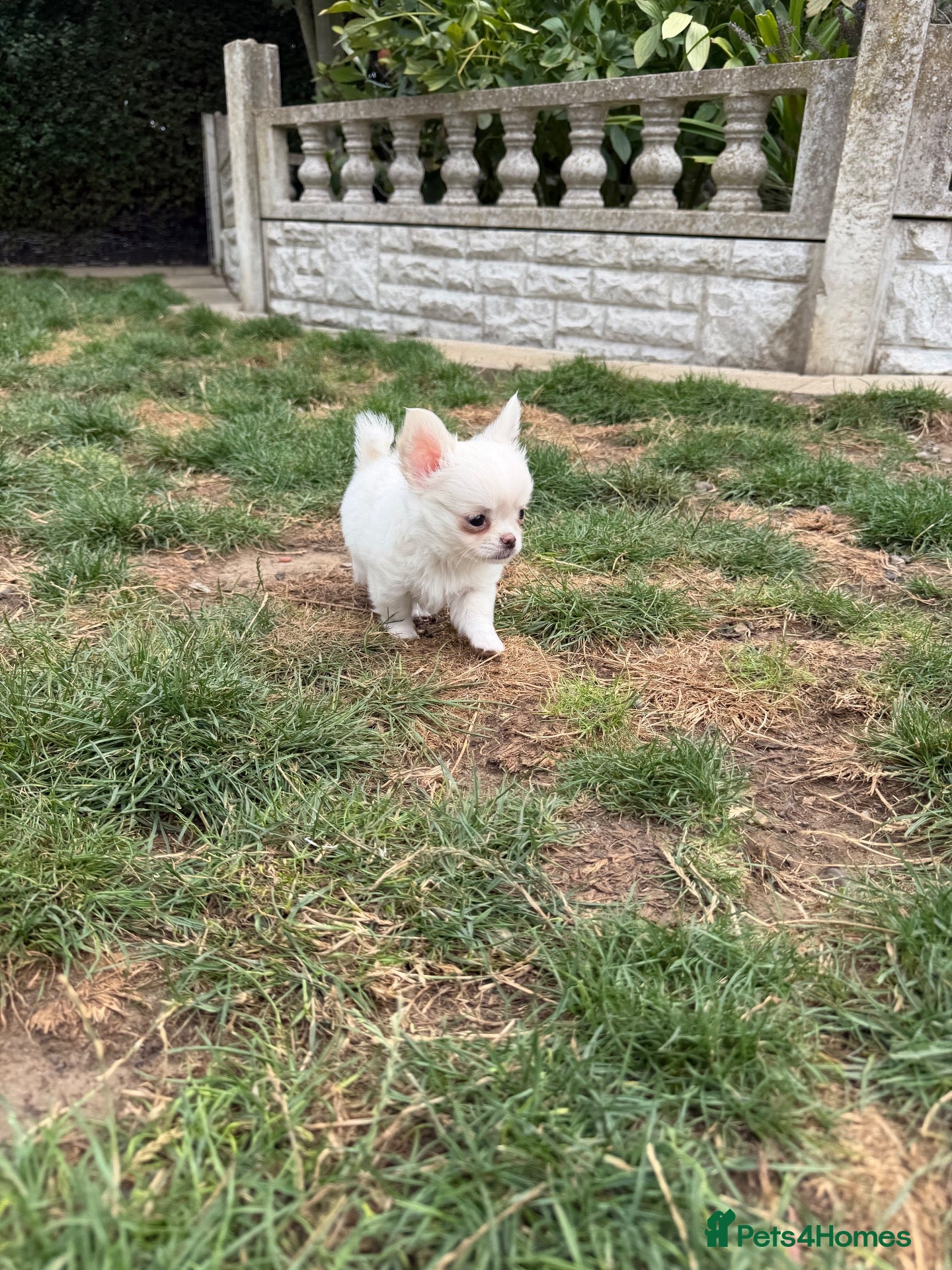 Chihuahua dogs Beautiful Chihuahua Boys 🐾 - Advert 16
