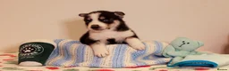 Siberian Husky dogs for sale: Pedigree husky puppies  in Clacton-on-Sea - Advert 11