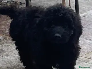 Cockapoo dogs STUNNING HEALTH CLEAR COCKAPOO PUPPIES - Advert 10