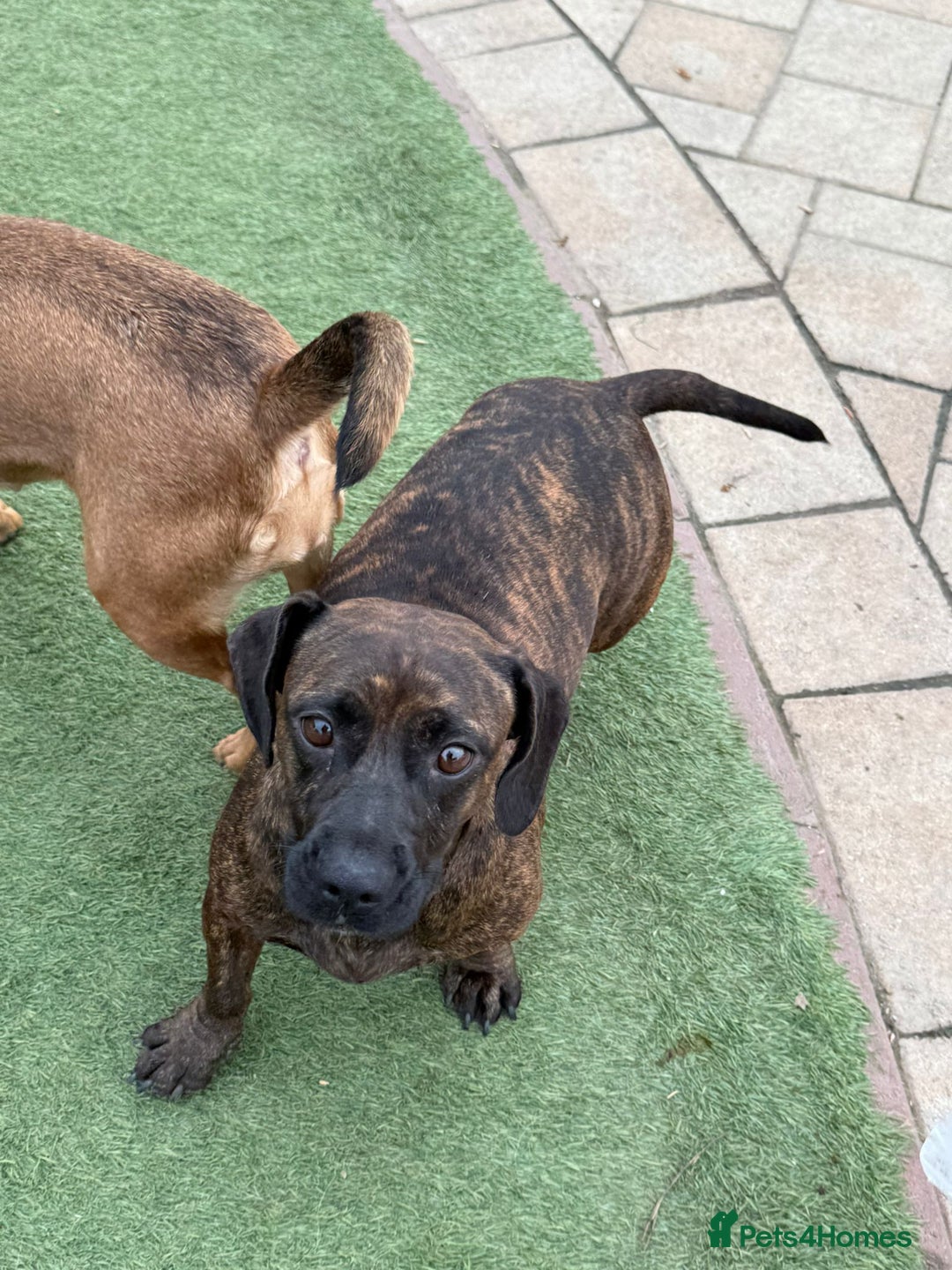 Mixed Breed dogs for adoption: Cutie Mimmi looking for love - Advert 12