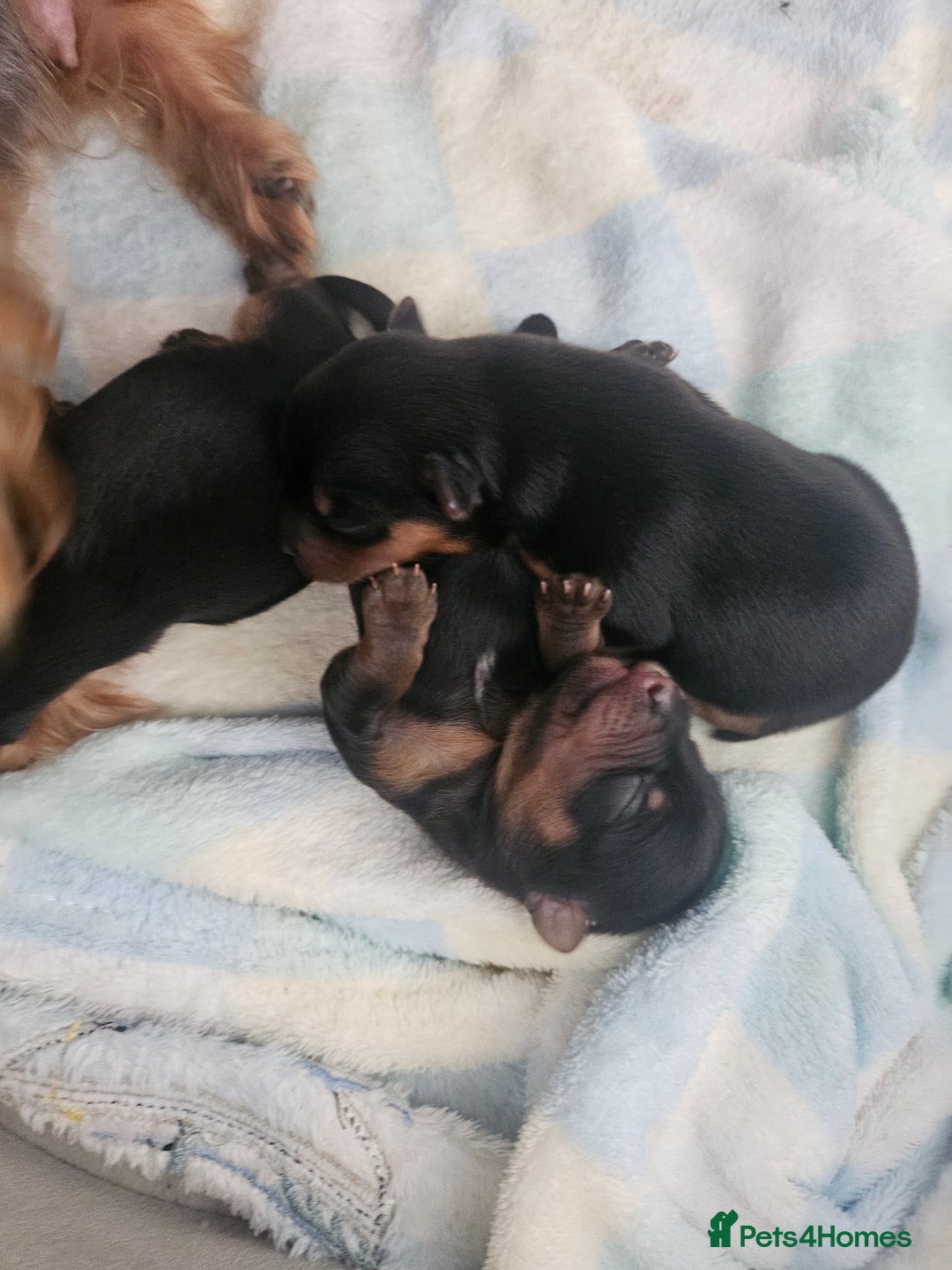 Yorkshire Terrier dogs for sale: Yorkshire terrier (miniature) - Image 5