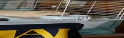 Mixed Breed rodents for sale: Two male guinea pigs in Aldershot - Advert 1