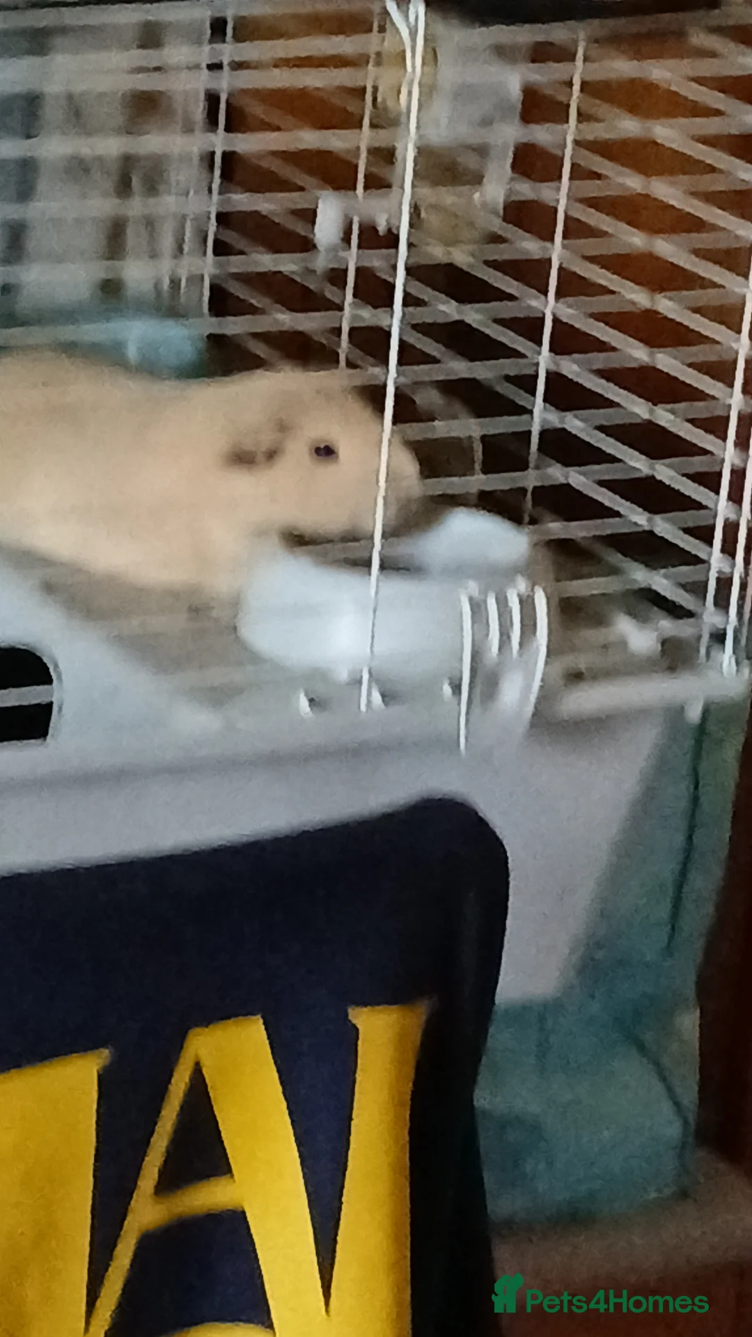Mixed Breed rodents for sale: Two male guinea pigs in Aldershot - Advert 1