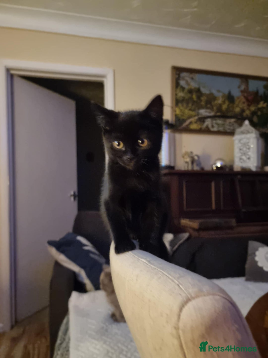 Mixed Breed cats for sale: Two black beauty  - Image 5