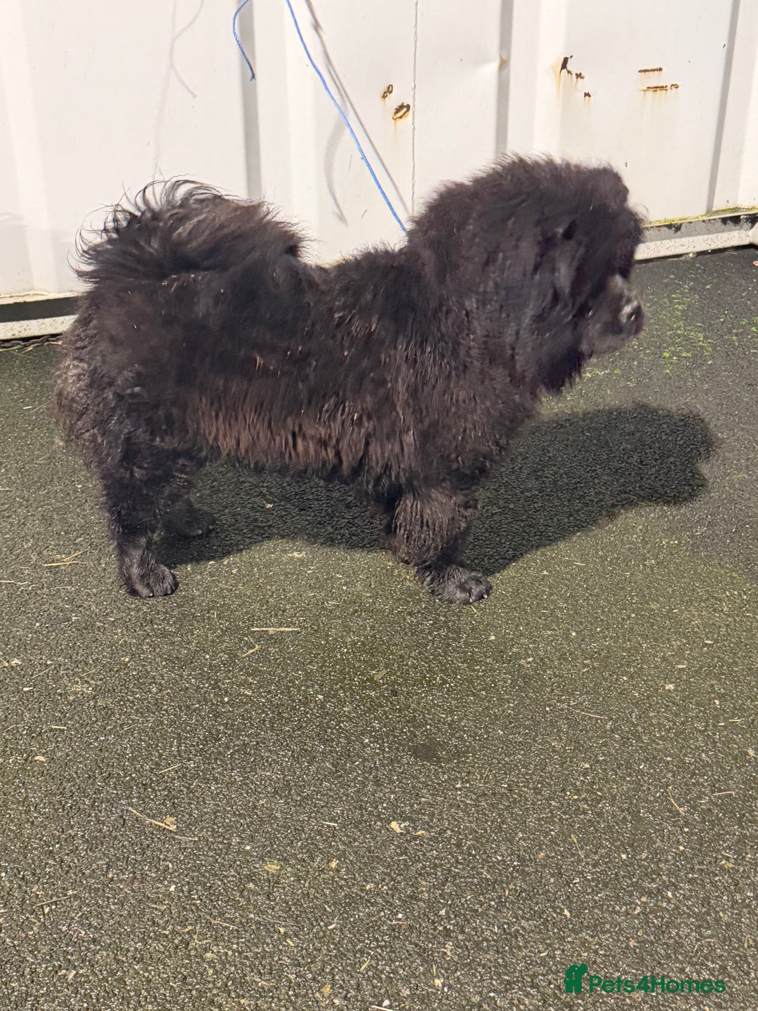 Chow Chow dogs for sale: Chow chow  - Advert 2