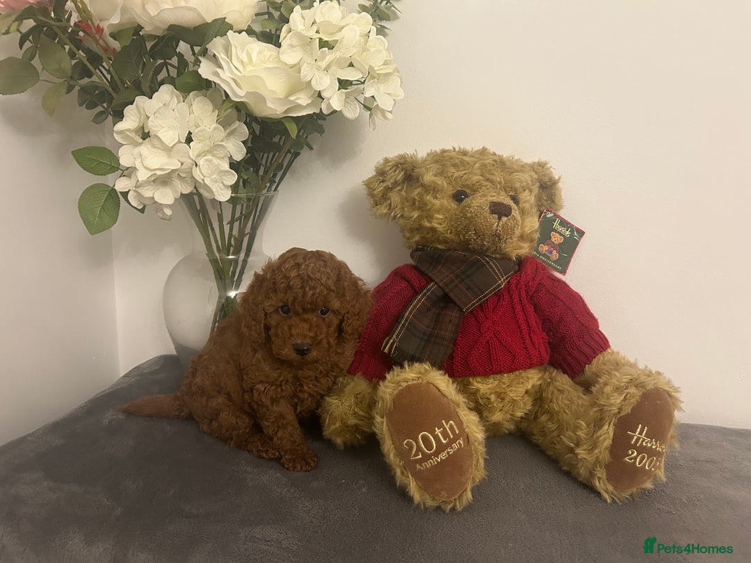 Cavapoo dogs for sale: outstanding Cavapoo’s, with heart tested parents - Advert 15