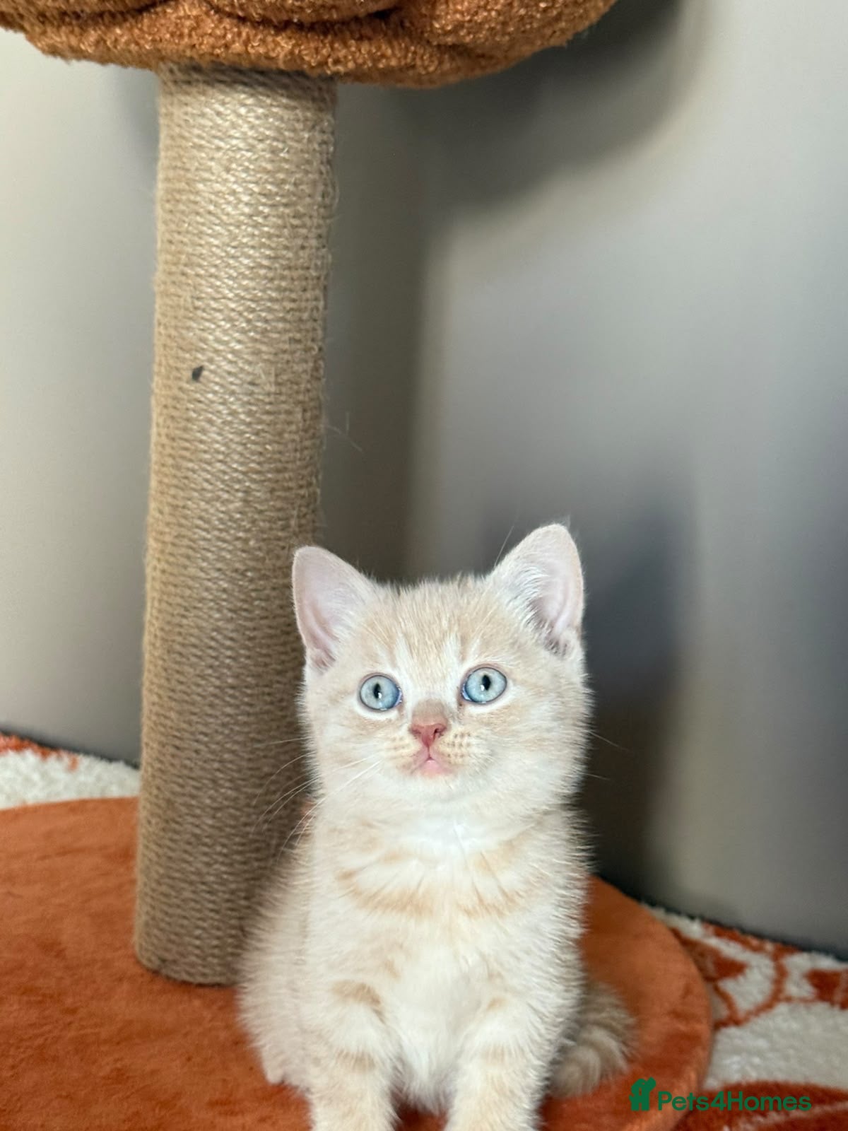British Shorthair cats 🤍✨Exceptional GCCF Registered BSH&BLH Kittens  - Advert 2