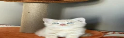 British Shorthair cats for sale: 🤍✨Exceptional GCCF Registered BSH&BLH Kittens  - Advert 22