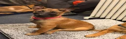 Belgian Shepherd Dog dogs for sale: Pure Malinois - Joefarm lines Female only left - Advert 6