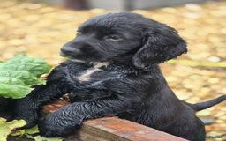 Sprocker dogs for sale: Working sprocker pups  - Image 1