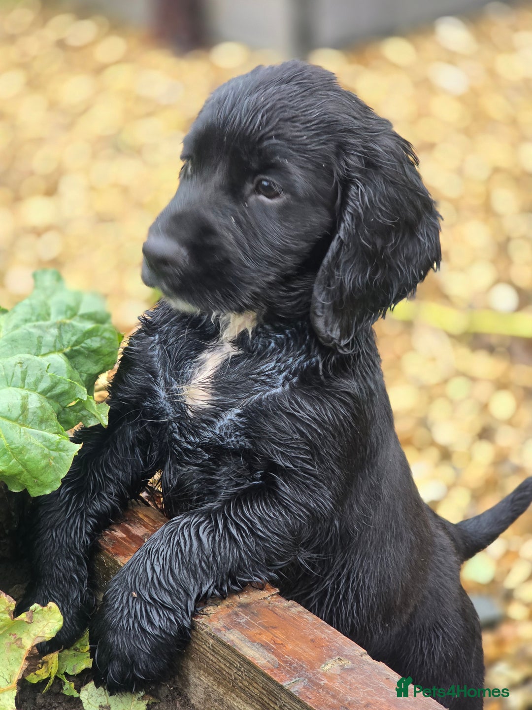 Sprocker dogs for sale: Working sprocker pups  - Image 1