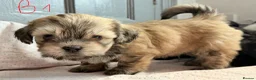 Mixed Breed dogs for sale: havanese and shitzu puppies - Advert 8