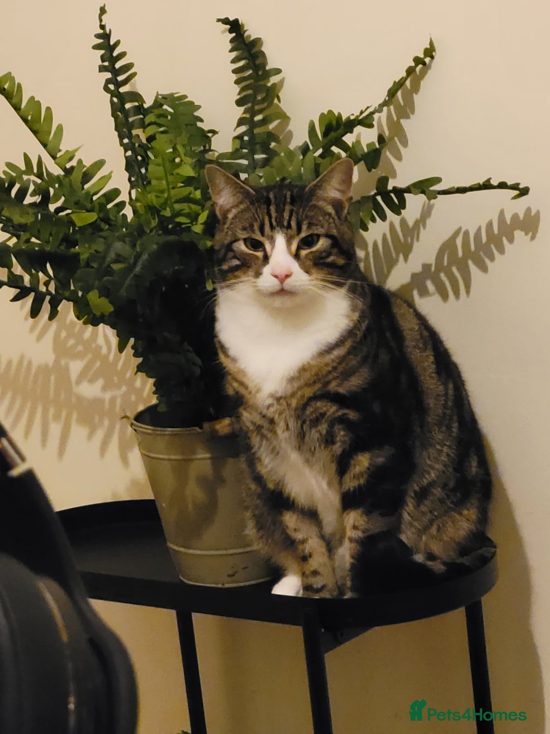 Domestic Shorthair cats for sale: Friendly Indoor & Outdoor Cat for new home - Image 5