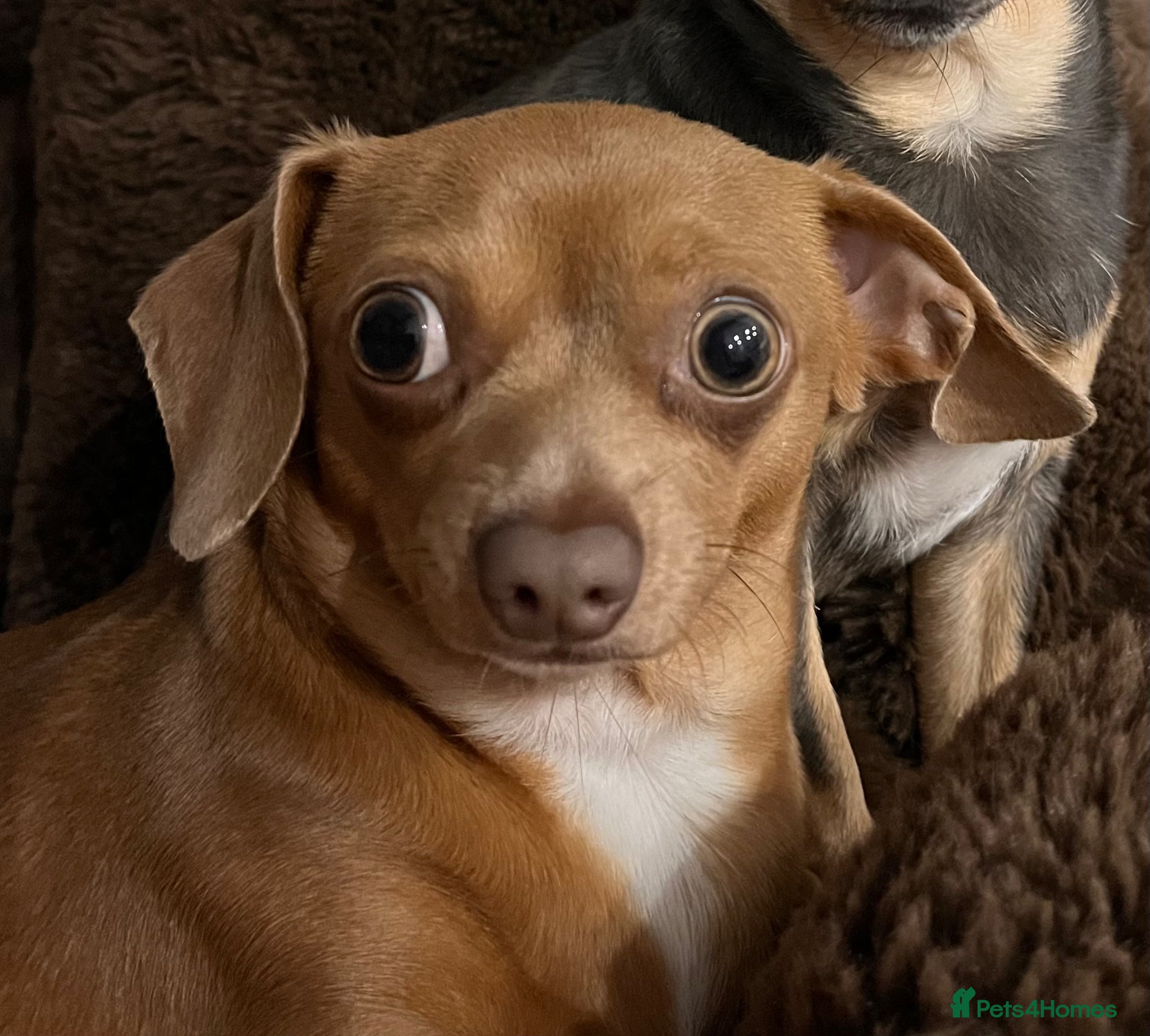Chiweenie dogs Chiweenie looking for perfect forever home  - Advert 2