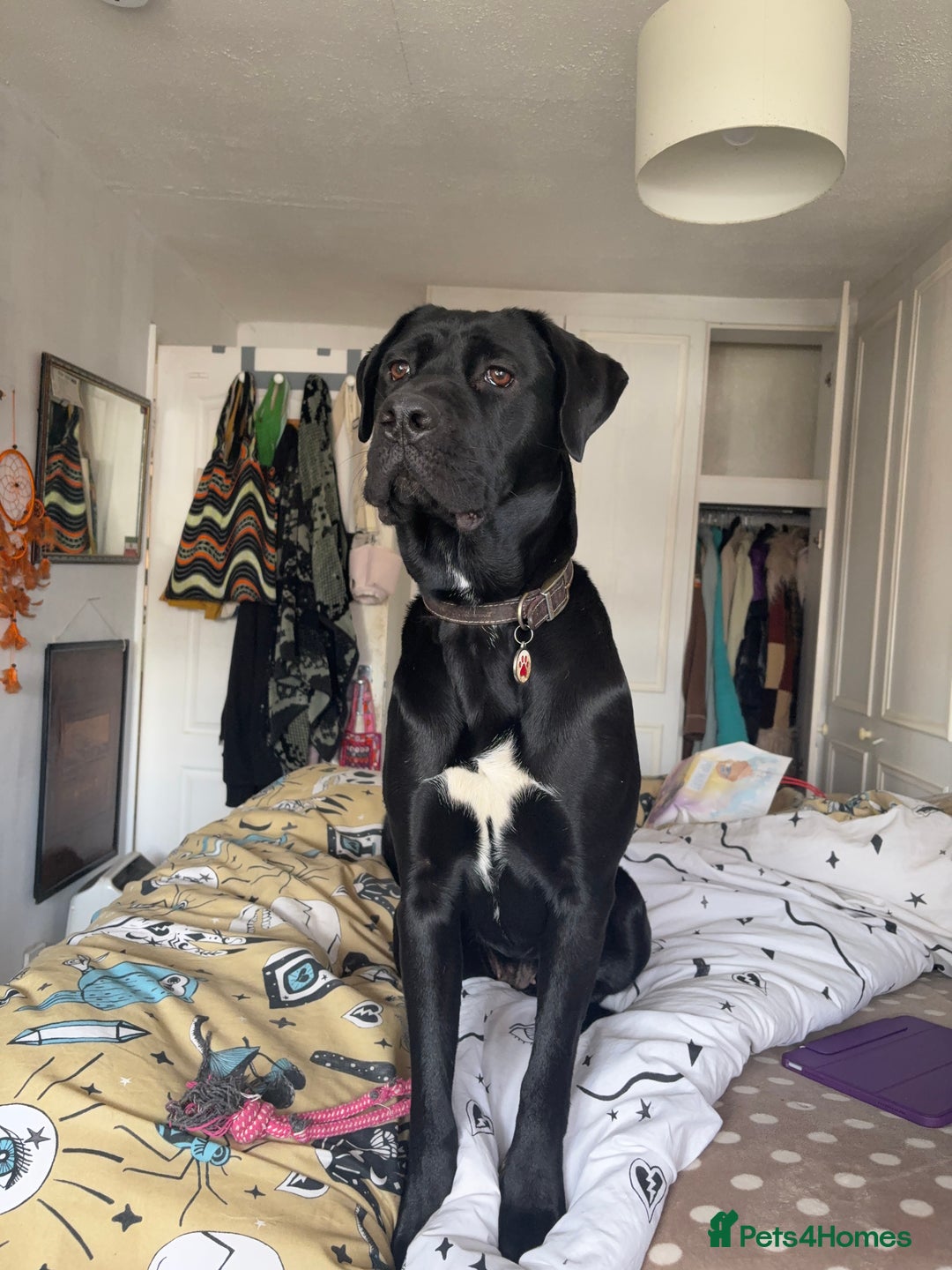 Mixed Breed dogs for sale: For adoption  in Stalybridge - Image 3