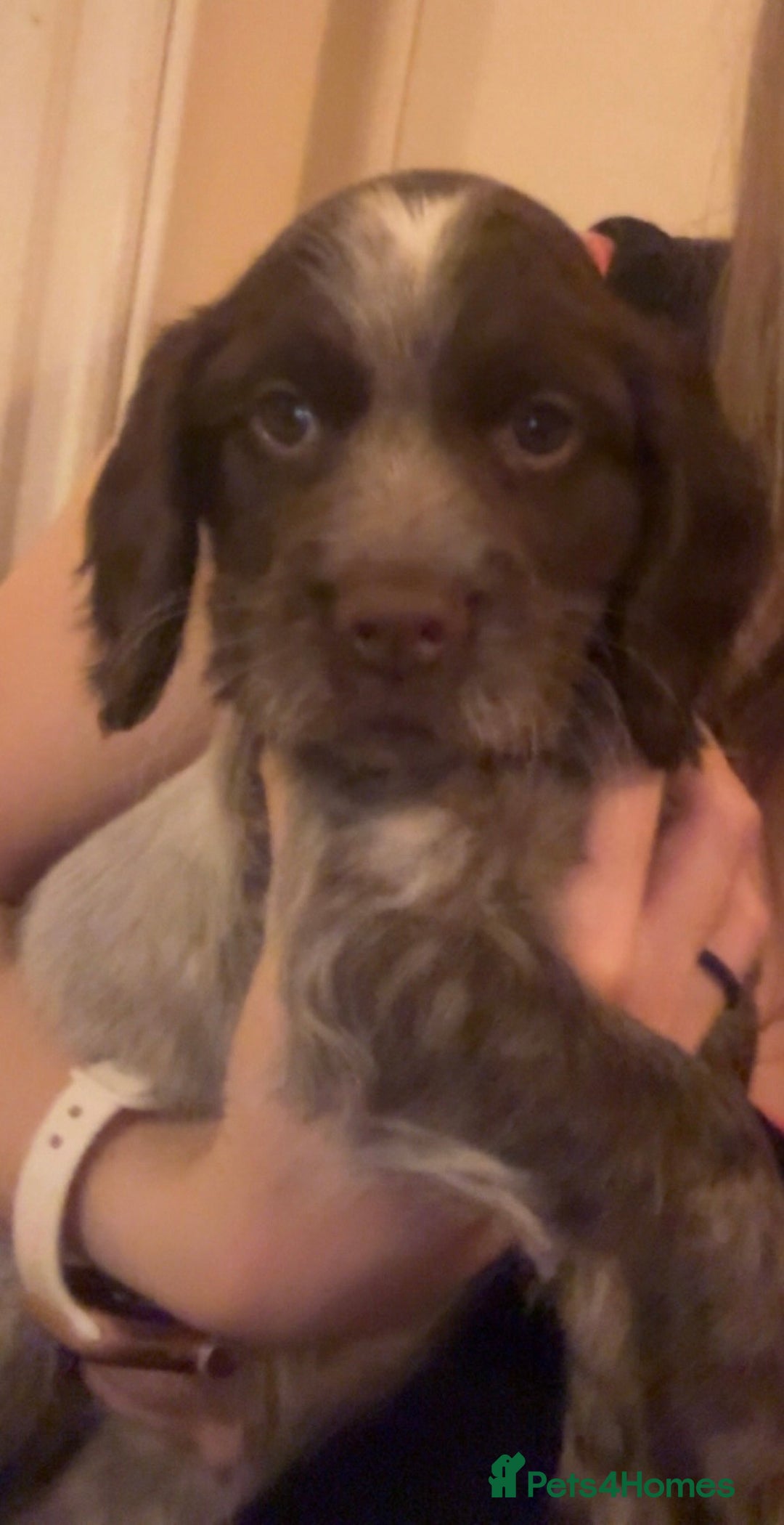 Sprocker dogs for sale: Adorable F1 Sprocker puppies - Advert 3