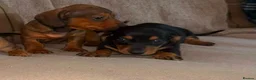 Dachshund dogs for sale: Stunning mini dachshund puppies! - Advert 5