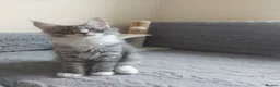 Maine Coon cats for sale: Beautifull Maine Coon kittens - Advert 8