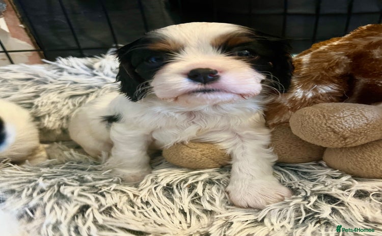 Cavalier King Charles Spaniel dogs - Advert 16