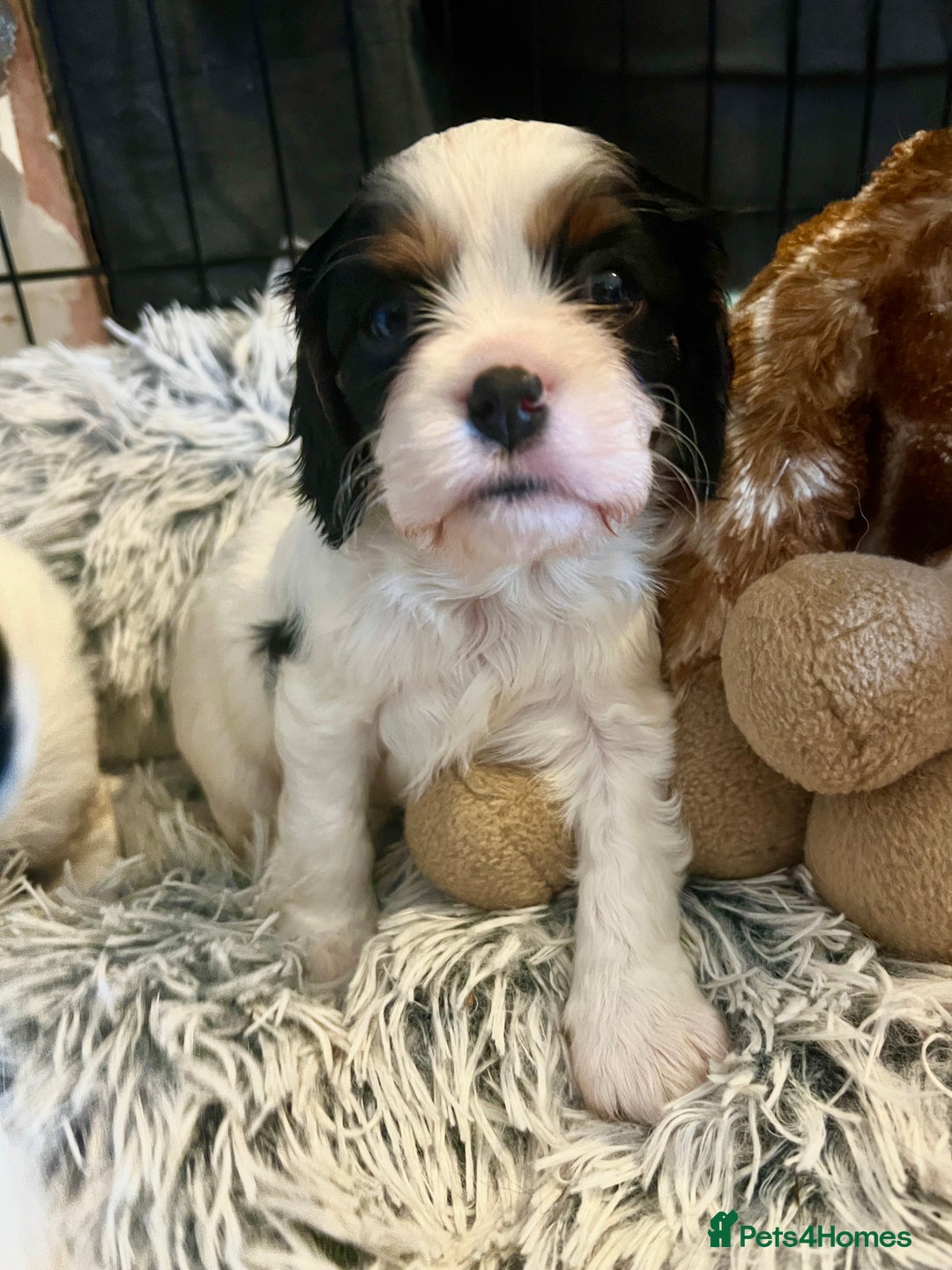Cavalier King Charles Spaniel dogs for sale: 3 beautiful tri girls available  - Image 2