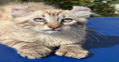 Keetso cats - Advert 2