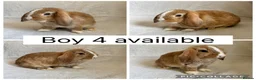 Mini Lop rabbits for sale: Beautiful baby mini lops CAN LEAVE NOW - Advert 8