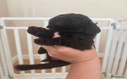 Cockapoo dogs for sale: 25%cocker spaniel 75% toy red poodle - Image 8