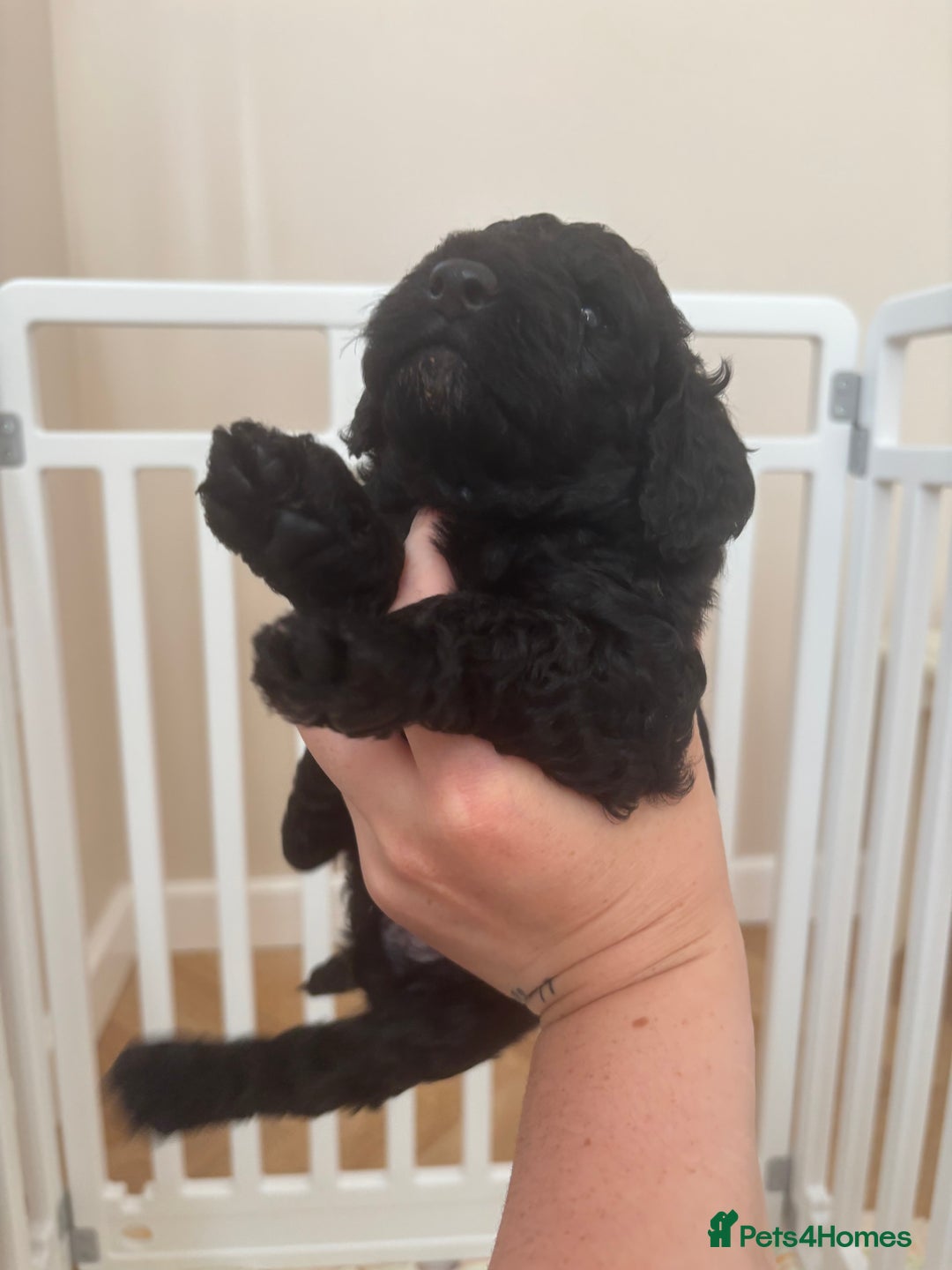 Cockapoo dogs for sale: 25%cocker spaniel 75% toy red poodle - Image 8