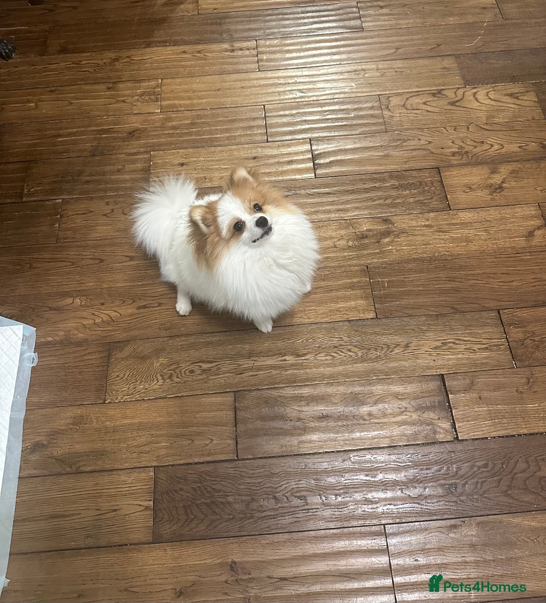 Pomeranian dogs for stud: Pomeranian Male Stud – “Oreo - Advert 2