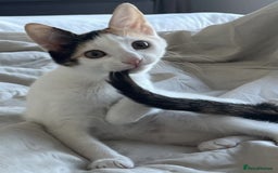 Arabian Mau cats for adoption: Molly Rocket - Image 5