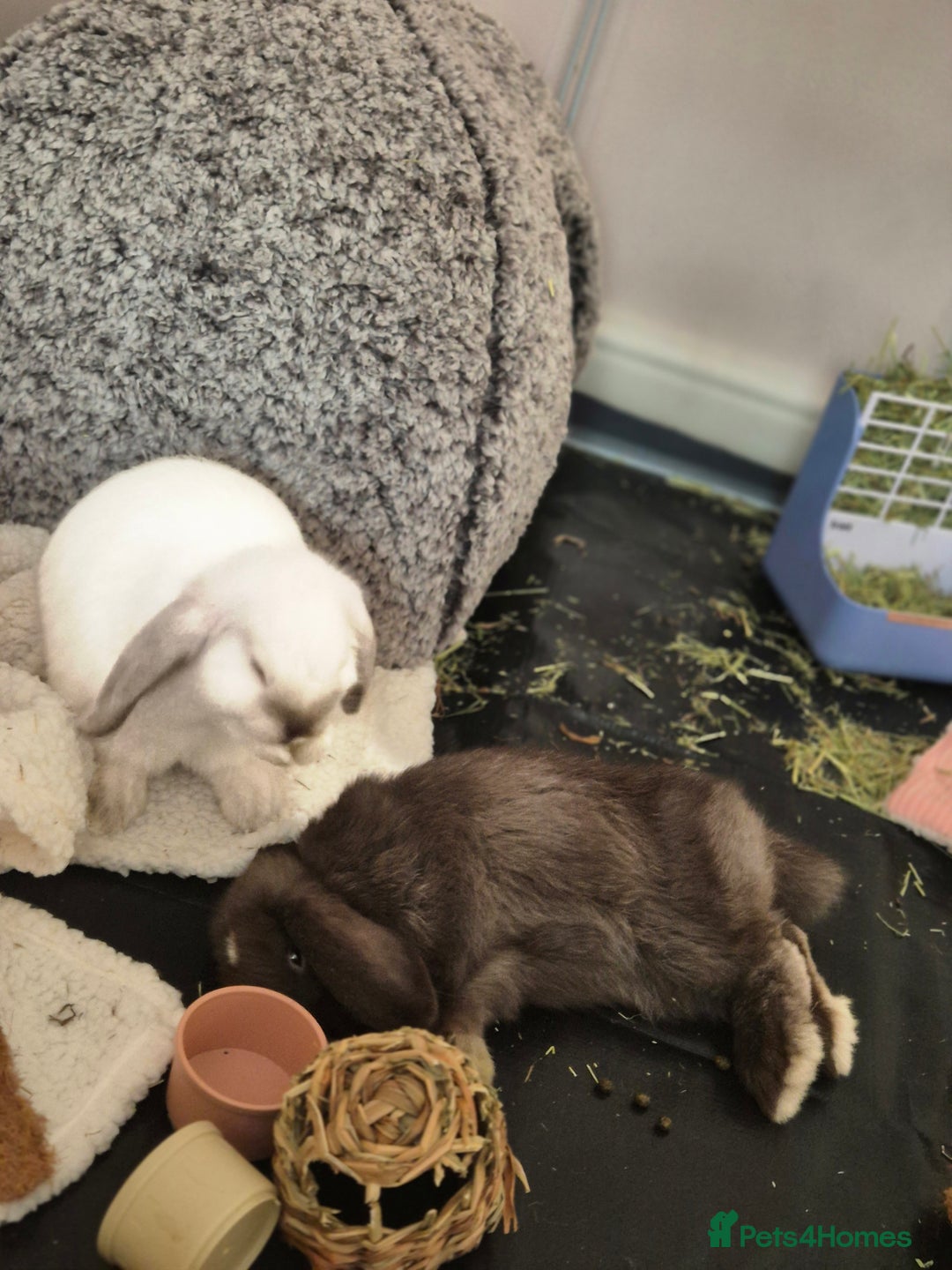 Mini Lop rabbits for sale: Mini lop pair  - Advert 3