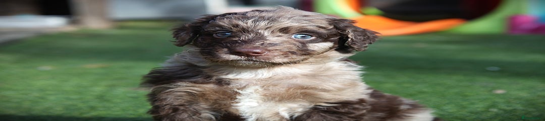 Bordoodle Puppy 2