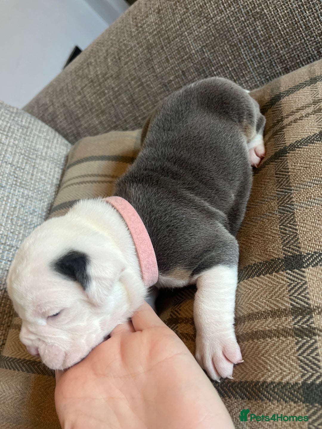Olde English Bulldogge dogs for sale: Old English bulldog puppies - Image 4