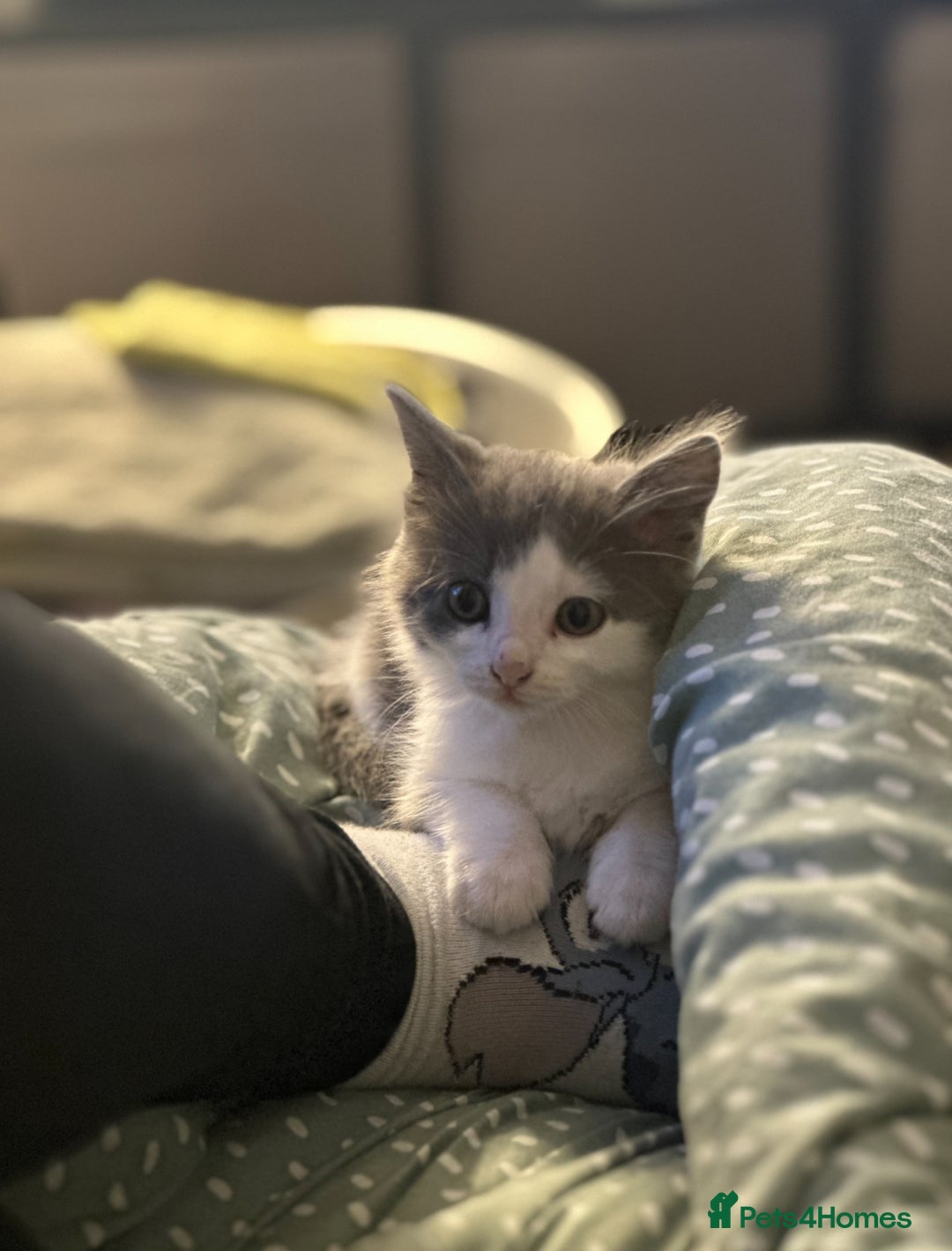 Turkish Angora cats for sale: Half Turkish angora and half Scottish fold  - Image 2