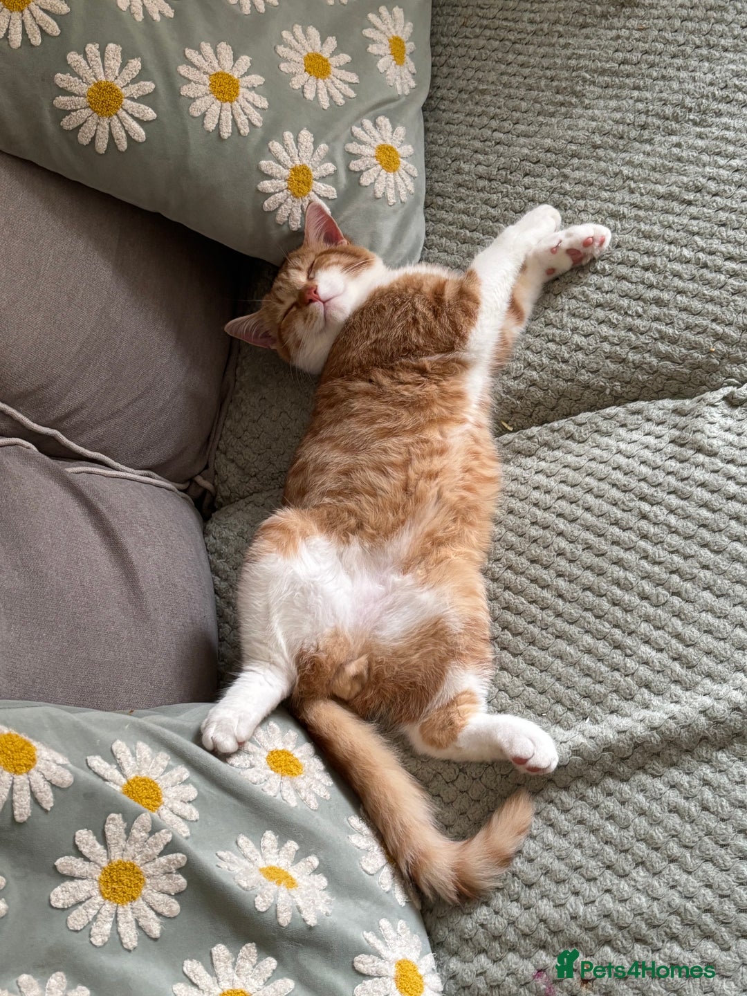 Mixed Breed cats for sale: Beautiful orange kitten  - Advert 4