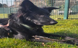 German Shepherd dogs for sale: Ace - Male German Shepherd (1 yr old) - Advert 8